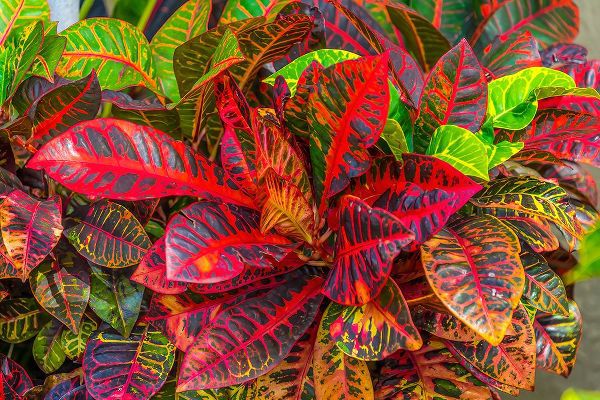 Perry, William 아티스트의 Colorful leaves-Moorea-Tahiti-French Polynesia작품입니다.